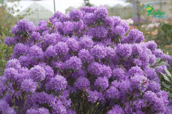 Rhododendron Josefa Blue
